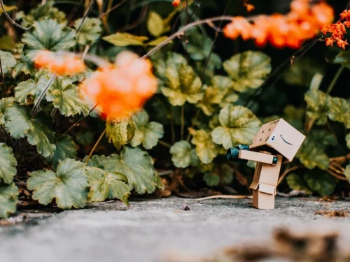 Rüyada Güvercin Kanadı Kırmak: Huzur mu, Tehlike mi?