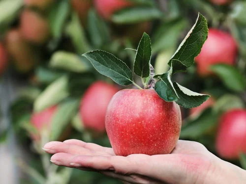 Tokat, Tanıdık Yüz: Rüyanız Ne Anlatıyor?